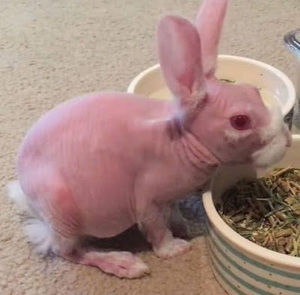 Meet your Posher, Karina